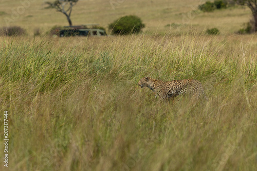 A Leopard walking in  Savannah tall grasses at Masai Mara, Kenya
