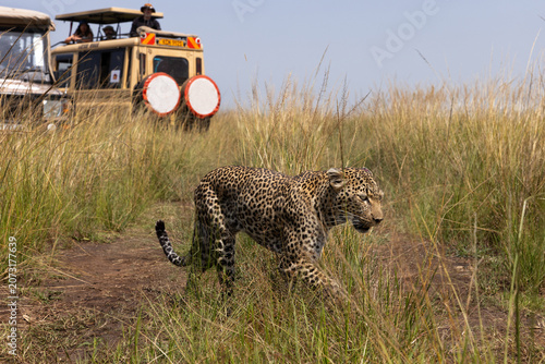 Tourists watching a leopard walking in the Savannah grassland at Masai Mara, Kenya
