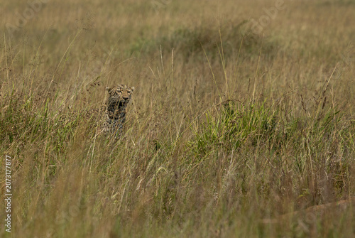 Leopard in Savannah grassland at Masai Mara, Kenya