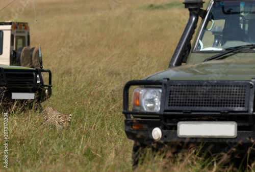 A Leopard walking near a safari vehicles in Savannah at Masai Mara, Kenya