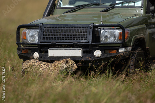 A Leopard walking near a safari vehicle in Savannah at Masai Mara, Kenya