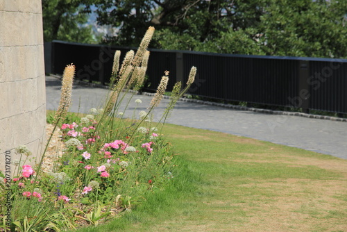 Eremurus