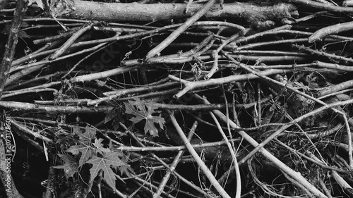 Konstfotografi Black and white tangled branch texture with crossed dry sticks, vines, shadows, and dense organic woodland background
