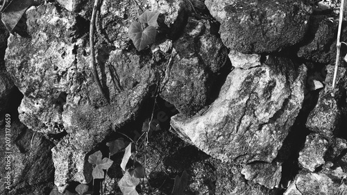 Photos Monochrome rugged stone wall with creeping ivy leaves, porous rocks, dark shadows, and natural rustic background detail