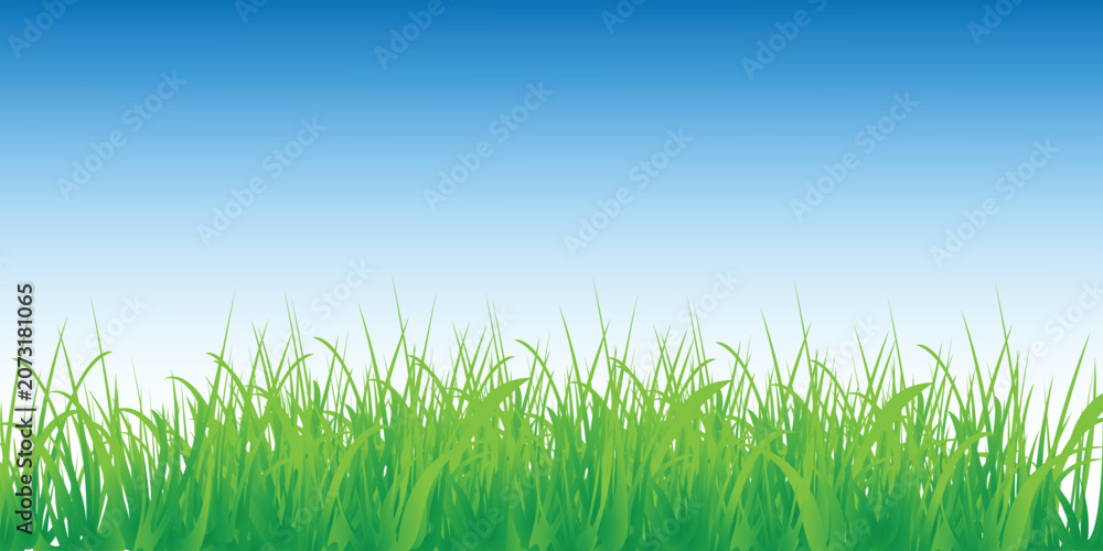 Fototapeta premium Green grass, blue sky, nature background, vector landscape, scenic illustration