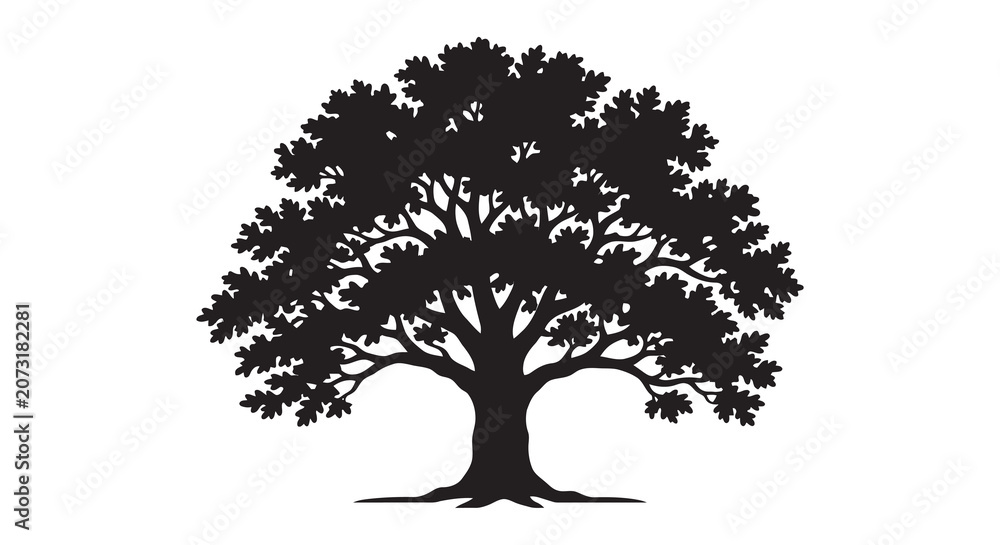 Fototapeta premium Oak Tree Silhouette Against White Background Detailed Branching Pattern