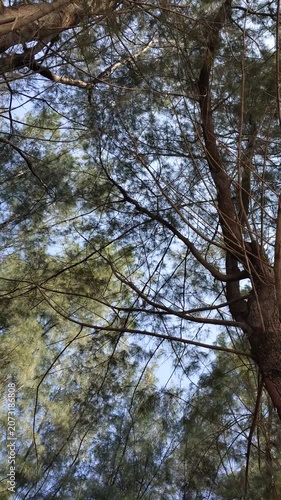 pine trees canopy against blue sky
