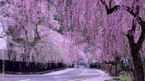 角館武家屋敷通りと桜