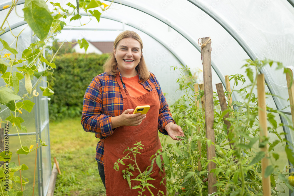 Fototapeta premium young blonde female farmer in an apron sits in a greenhouse, carefully checking ripening organic tomatoes on branches and using her smartphone.