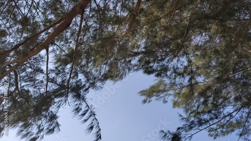 Tropical beach pine trees from low angle view