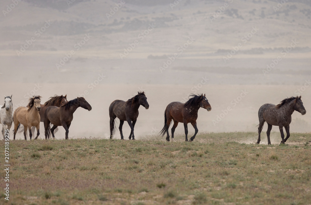 Obraz premium Wild Horses in Springtime in the Utah Desert