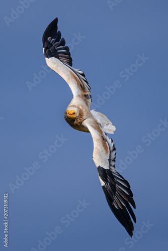 Fotografie Egyptian vulture performing an acrobatic banking flight against a clear sky