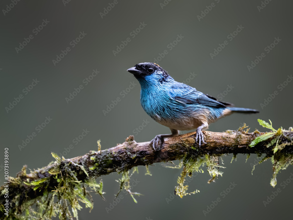 Obraz premium Golden-naped Tanager Perched on a Mossy Branch in Cloud Forest