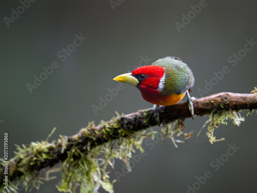 Male Red-headed Barbet Perched on Mossy Branch in Rainforest