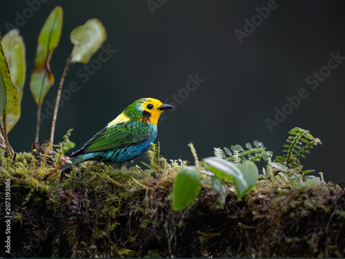 Multicolored Tanager Perched on a Mossy Branch in Tropical Forest