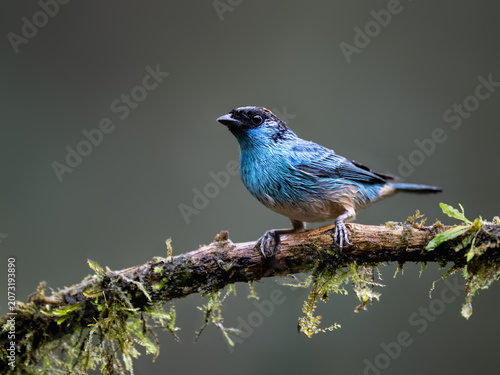 Golden-naped Tanager Perched on a Mossy Branch in Cloud Forest