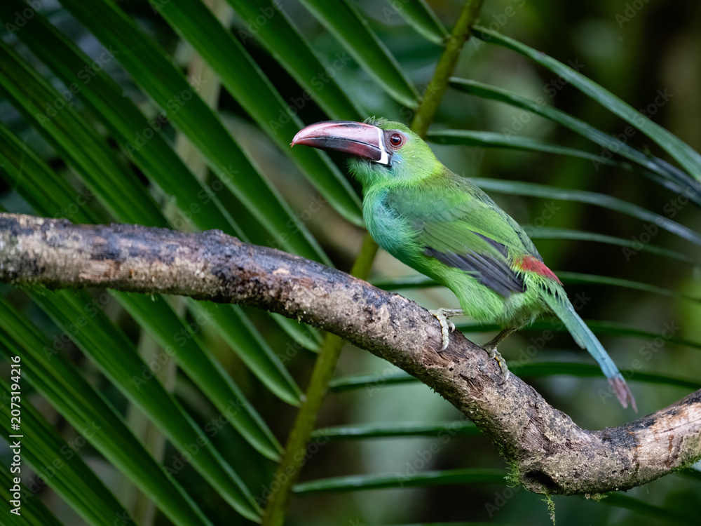 Fototapeta premium Crimson Rumped Toucanet Perched on Branch in Tropical Rainforest