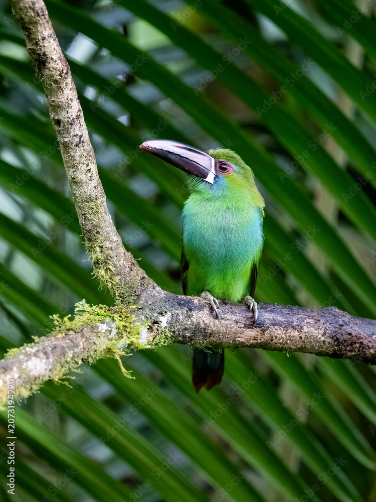 Obraz premium Crimson Rumped Toucanet Perched on Branch in Tropical Rainforest