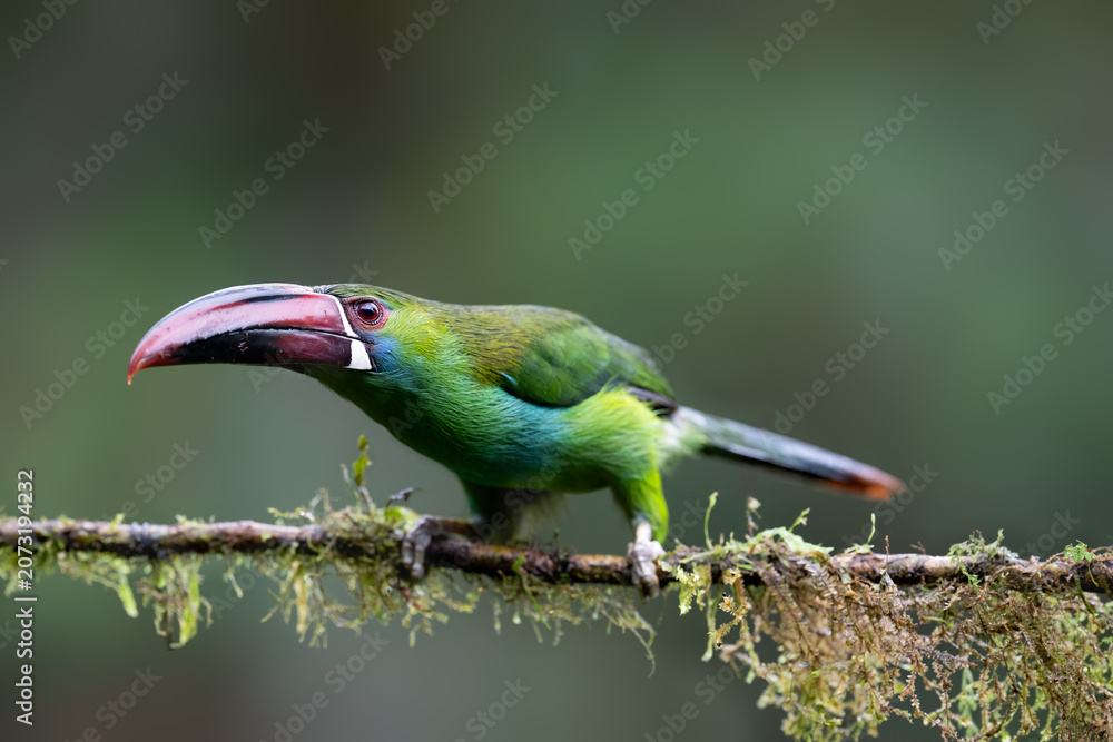 Fototapeta premium Crimson-rumped Toucanet Perched on Mossy Branch in Cloud Forest