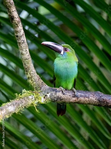 Crimson Rumped Toucanet Perched on Branch in Tropical Rainforest
