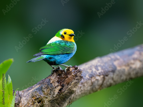 Multicolored Tanager Perched on Mossy Branch in Colombian Forest