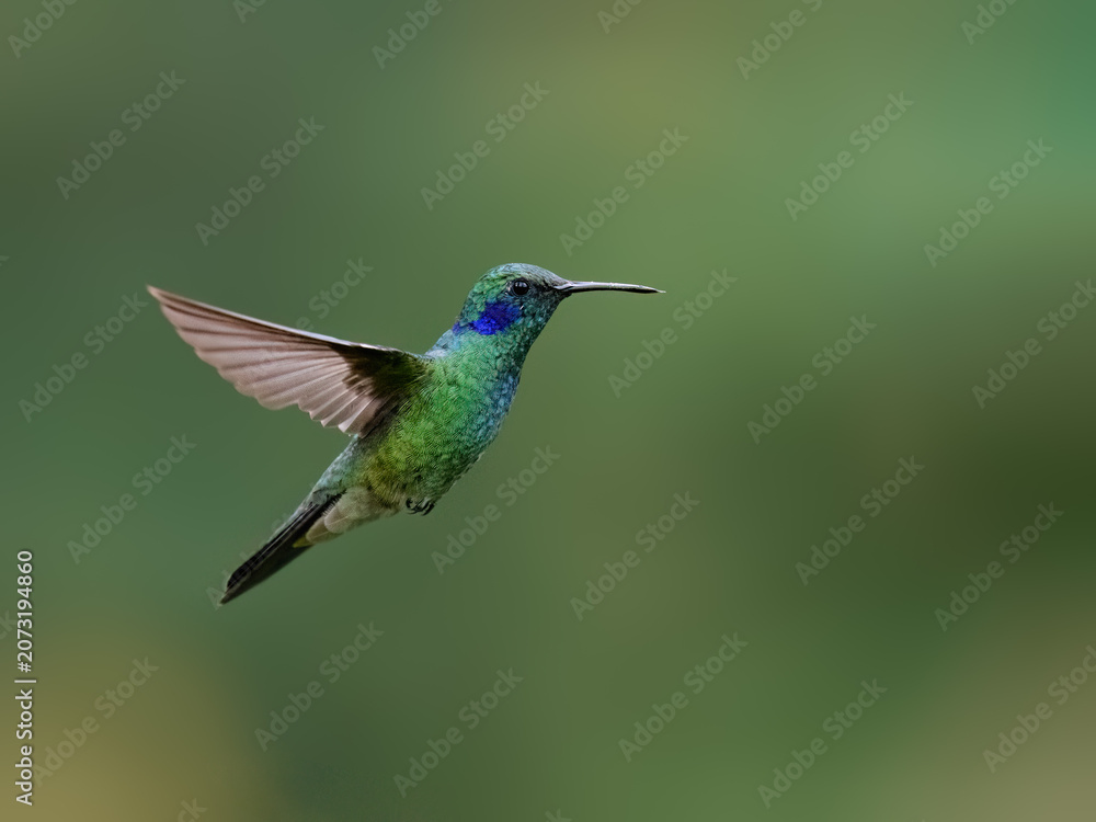 Fototapeta premium Lesser Violetear Hummingbird Hovering In Flight Against Green Background