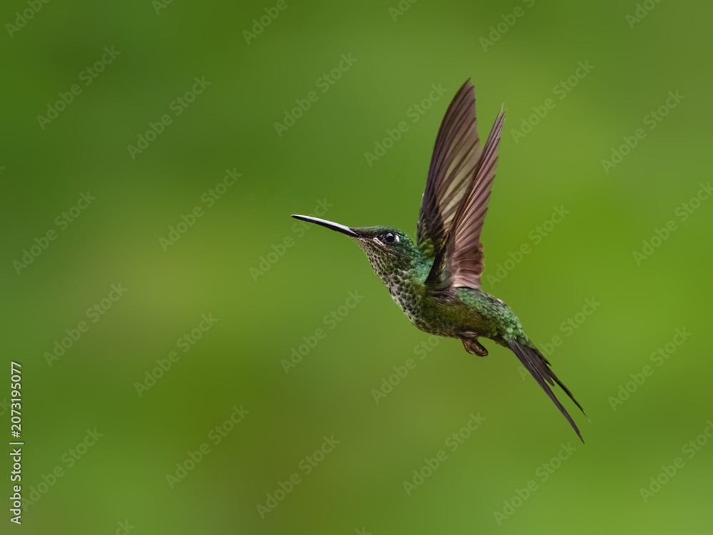 Obraz premium Empress Brilliant Hummingbird Flying in Lush Tropical Cloud Forest