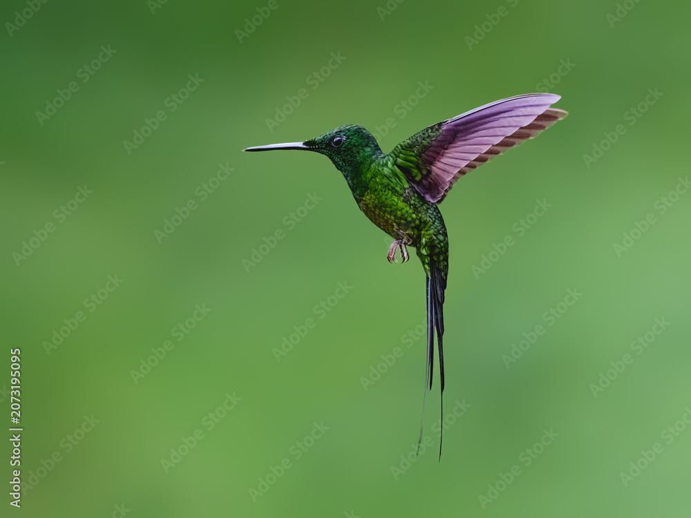 Obraz premium Empress Brilliant Hummingbird Flying in Lush Tropical Cloud Forest
