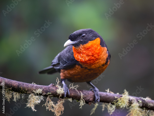 Red-ruffed Fruitcrow Perched on Mossy Branch in Cloud Forest