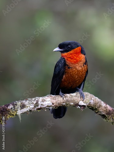 Red-ruffed Fruitcrow Perched on Mossy Branch in Cloud Forest