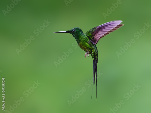 Empress Brilliant Hummingbird Flying in Lush Tropical Cloud Forest