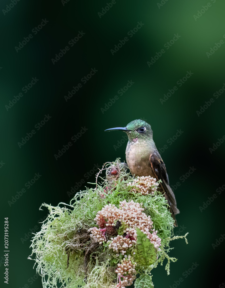 Fototapeta premium Fawn-breasted Brilliant Hummingbird Perched on Mossy Flowers in Forest