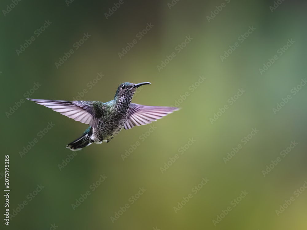 Fototapeta premium Female White-necked Jacobin Hummingbird Hovering With Wings Spread Against Green Background