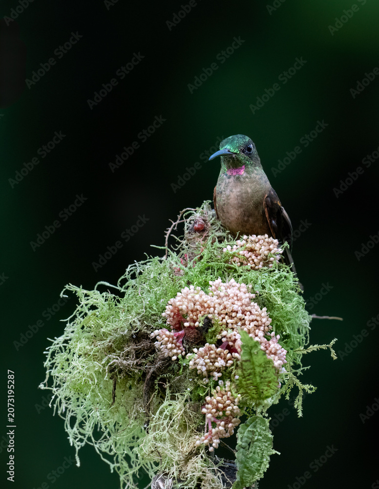 Fototapeta premium Empress Brilliant Hummingbird Hovering with Wings Spread in Rainforest