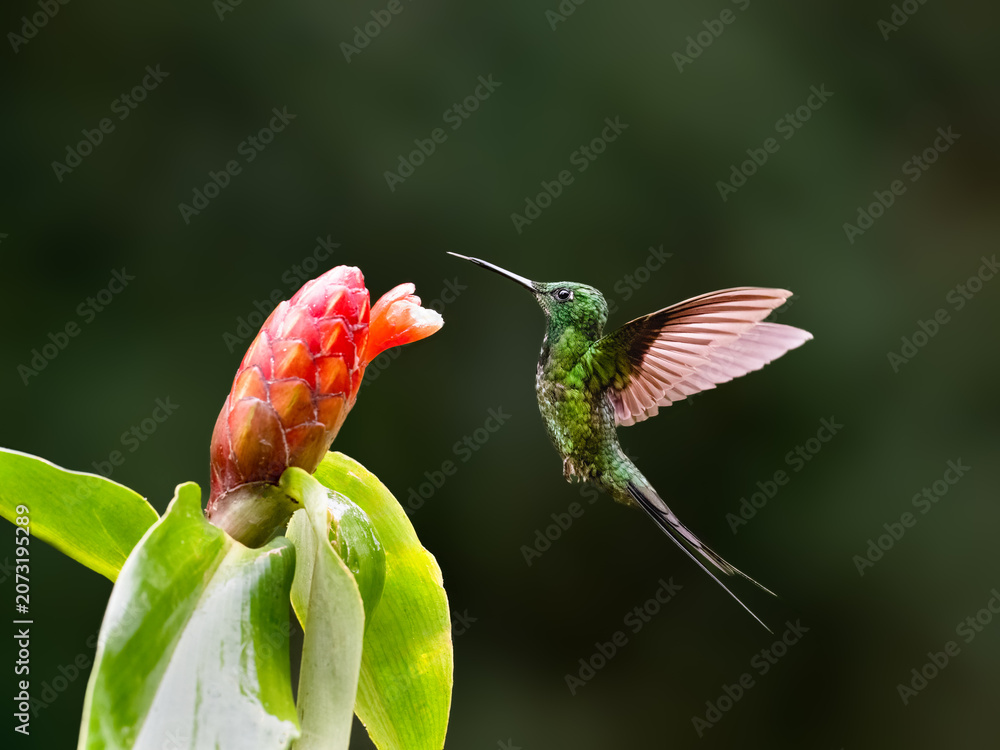 Fototapeta premium Empress Brilliant Hummingbird Hovering Near Red Ginger Flower