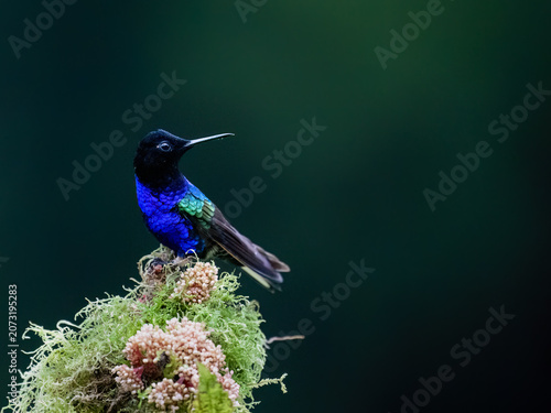 Male Velvet-purple Coronet Hummingbird Perching on Mossy Branch