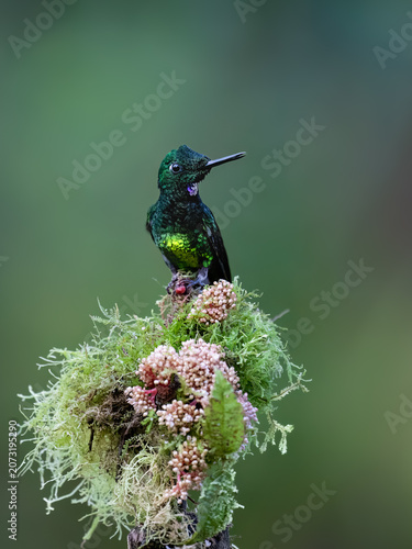 Male Empress Brilliant Hummingbird Perched On Flowery Mossy Branch