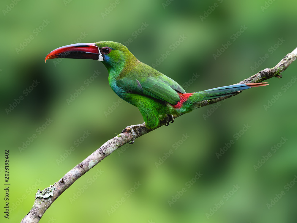 Fototapeta premium Crimson-rumped Toucanet Perched on a Branch in Tropical Rainforest