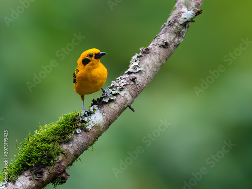 Golden Tanager Perched on a Mossy Branch in Tropical Forest