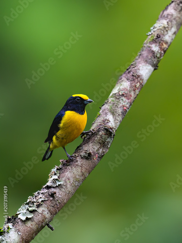 Male Orange-bellied Euphonia Perched on Mossy Branch in Rainforest