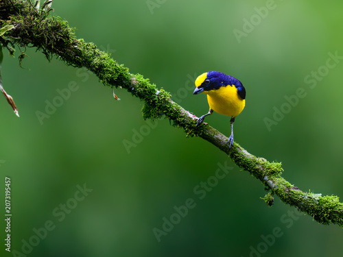 Male Orange-bellied Euphonia Perched on Mossy Branch in Rainforest