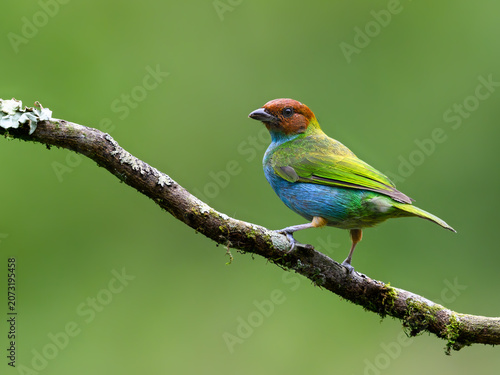 Bay-headed Tanager Perched on Mossy Tree Branch in Rainforest