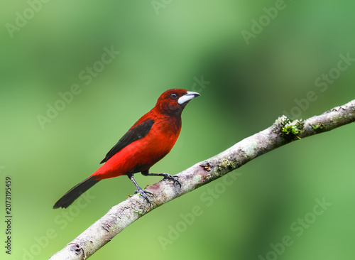 Male Crimson-backed Tanager Perched on Mossy Branch in Forest