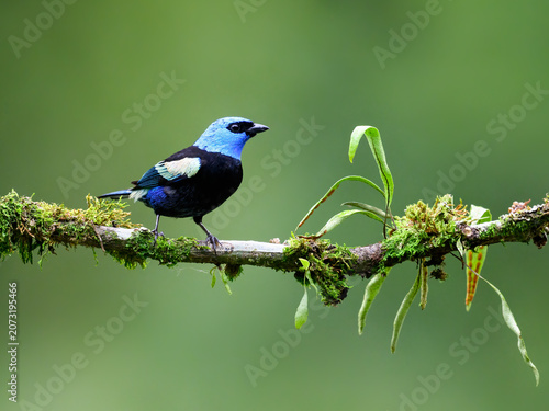 Blue-necked Tanager Perched on Mossy Branch in Tropical Forest