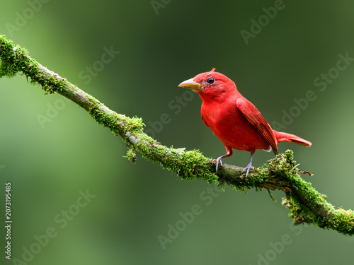 Male Summer Tanager Perched on Mossy Branch in Forest