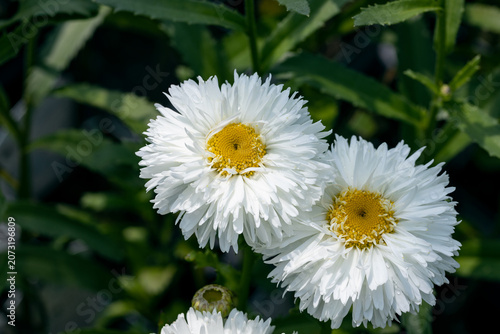 Close-up of Leucanthemum maximum 'Ooh La Laspider' flowers with white double petals and yellow centers. Decorative Shasta daisy cultivar blooming in a garden.