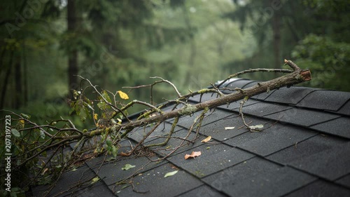 Tree branch fallen on black shingle roof in forested area after storm or strong wind