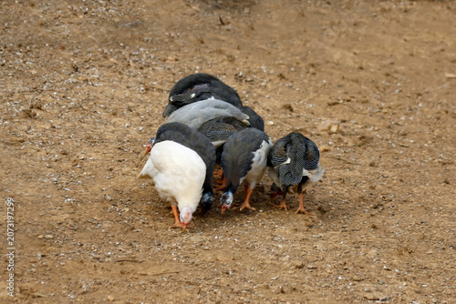 Exotic helmeted guineafowl with white plumage walking free in the rustic farm nature