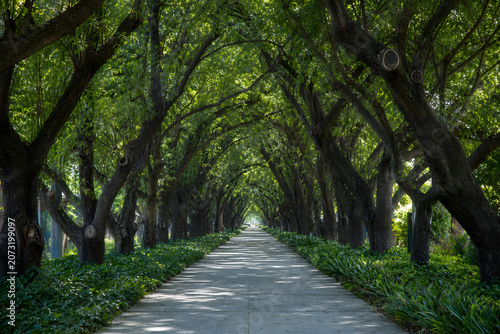 Urban Forest Corridor in the Heart of the City 