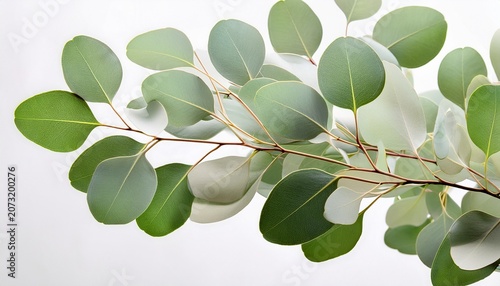 Delicate Eucalyptus Branches With Round Leaves In Soft Green And White Hues Isolated On Transparent Background
